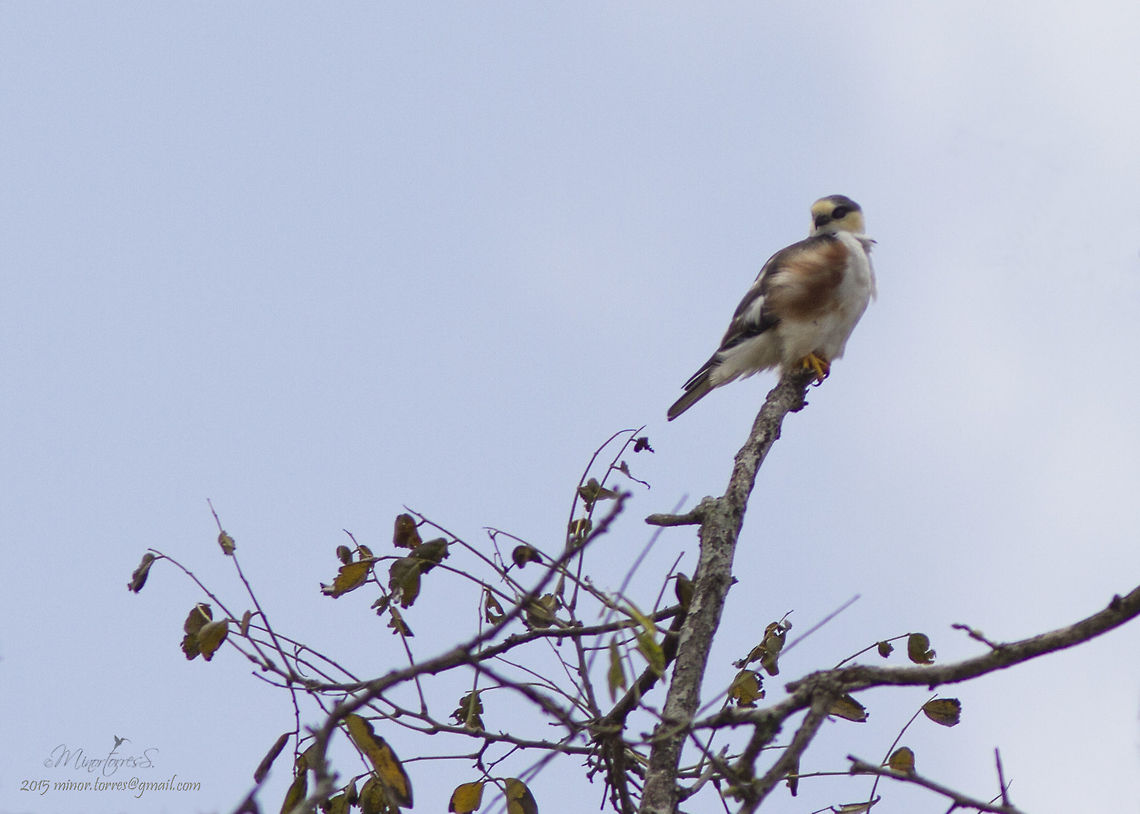 Gampsonyx swainsonii  Gampsonyx swainsonii,Pearl kite