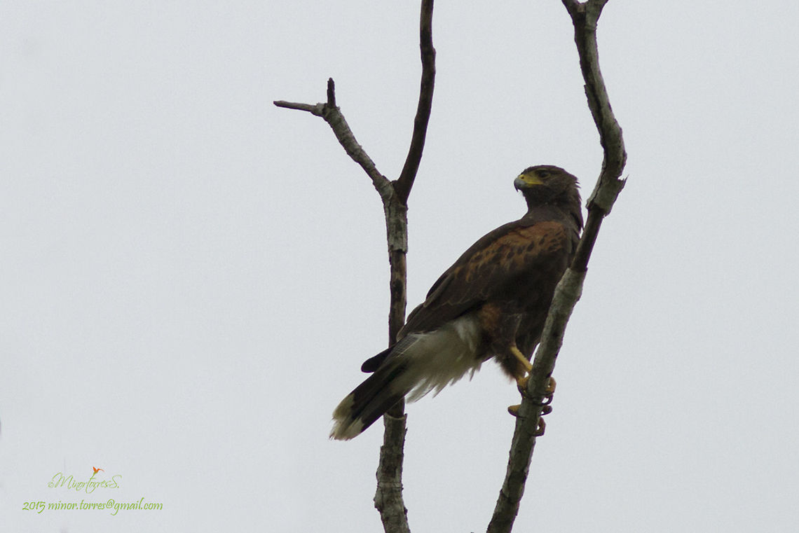 Parabuteo unicinctus  Harriss hawk,Parabuteo unicinctus