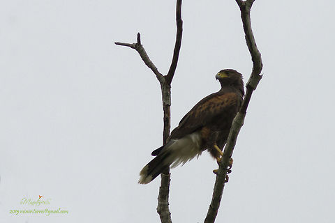 Parabuteo unicinctus  Harriss hawk,Parabuteo unicinctus