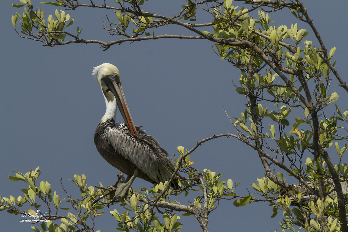 Pelecanus occidentalis  Brown pelican,Pelecanus occidentalis