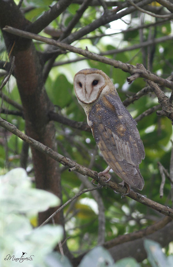 Tito alba  Barn owl,Tyto alba