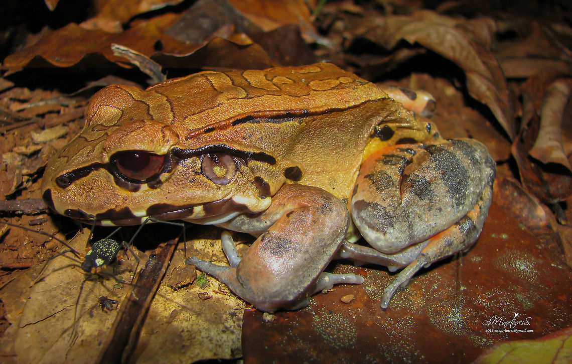 Leptodactylus savagei  Leptodactylus savage,Leptodactylus savagei