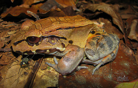 Savage's thin-toed frog