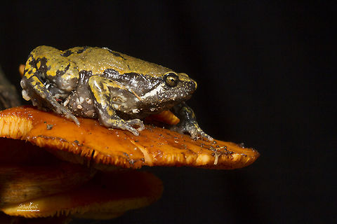 Hypopachus variolosus Dorsum and legs are creamy brown with dark-brown flanks. Hypopachus variolosus,Mexican narrow-mouthed toad,Sheep Frog