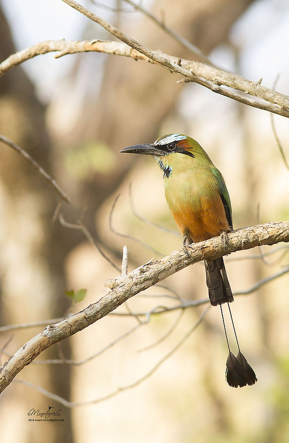 Eumomota superciliosa  Eumomota superciliosa,Turquoise-browed motmot