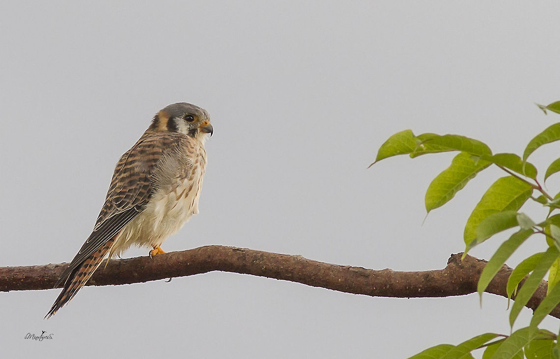 Falco sparverius  American Kestrel,Falco sparverius