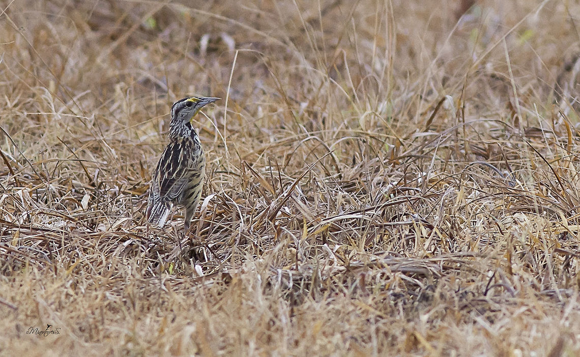 Sturnella magna  Eastern meadowlark,Sturnella magna