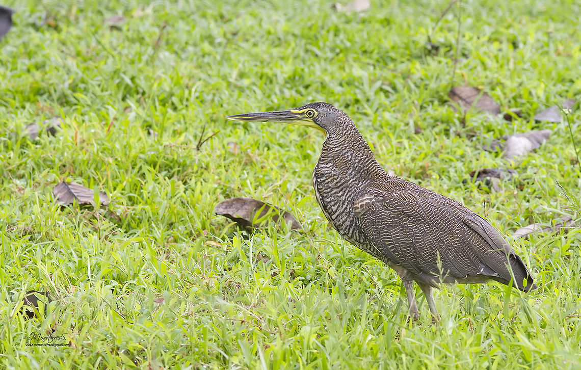 Tigrisoma mexicanum  Bare-throated Tiger Heron,Tigrisoma mexicanum