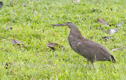 Tigrisoma mexicanum  Bare-throated Tiger Heron,Tigrisoma mexicanum