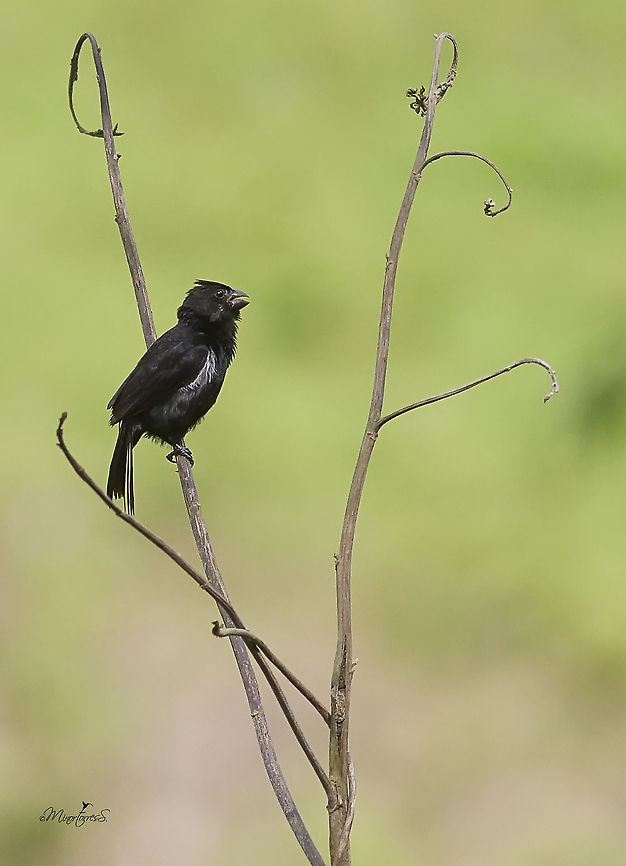 Sporophila corvina The Caribean race male is shown in the picture Sporophila corvina,Variable seedeater