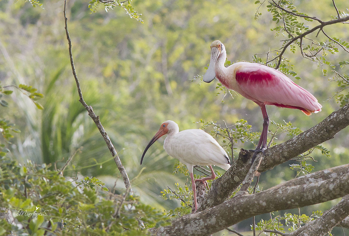 Platalea ajaja  American White Ibis,Eudocimus albus,Platalea ajaja,Roseate Spoonbill