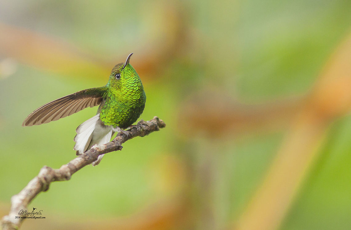 Elvira cupreiceps  Coppery-headed emerald,Elvira cupreiceps