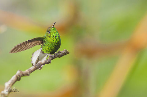 Elvira cupreiceps  Coppery-headed emerald,Elvira cupreiceps