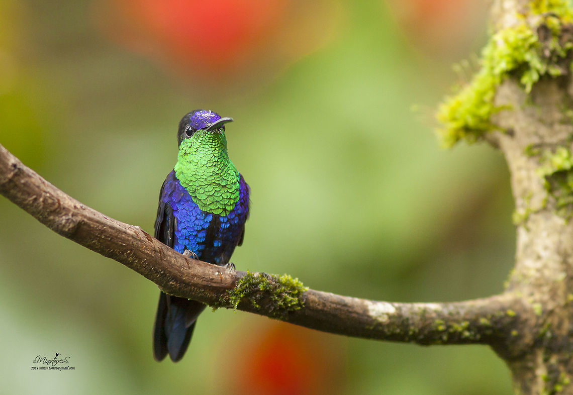 Thalurania colombica  Crowned woodnymph,Thalurania colombica
