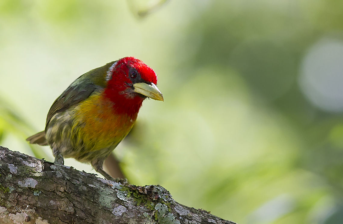 Eubucco bourcierii (male)  Eubucco bourcierii,Red-headed barbet