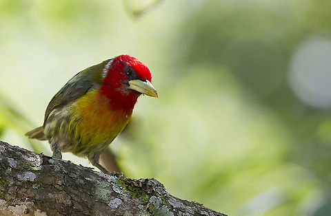 Eubucco bourcierii (male)  Eubucco bourcierii,Red-headed barbet