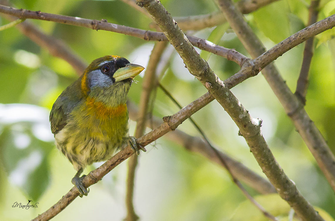 Eubucco bourcierii (female)  Eubucco bourcierii,Red-headed barbet