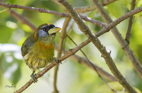 Eubucco bourcierii (female)  Eubucco bourcierii,Red-headed barbet