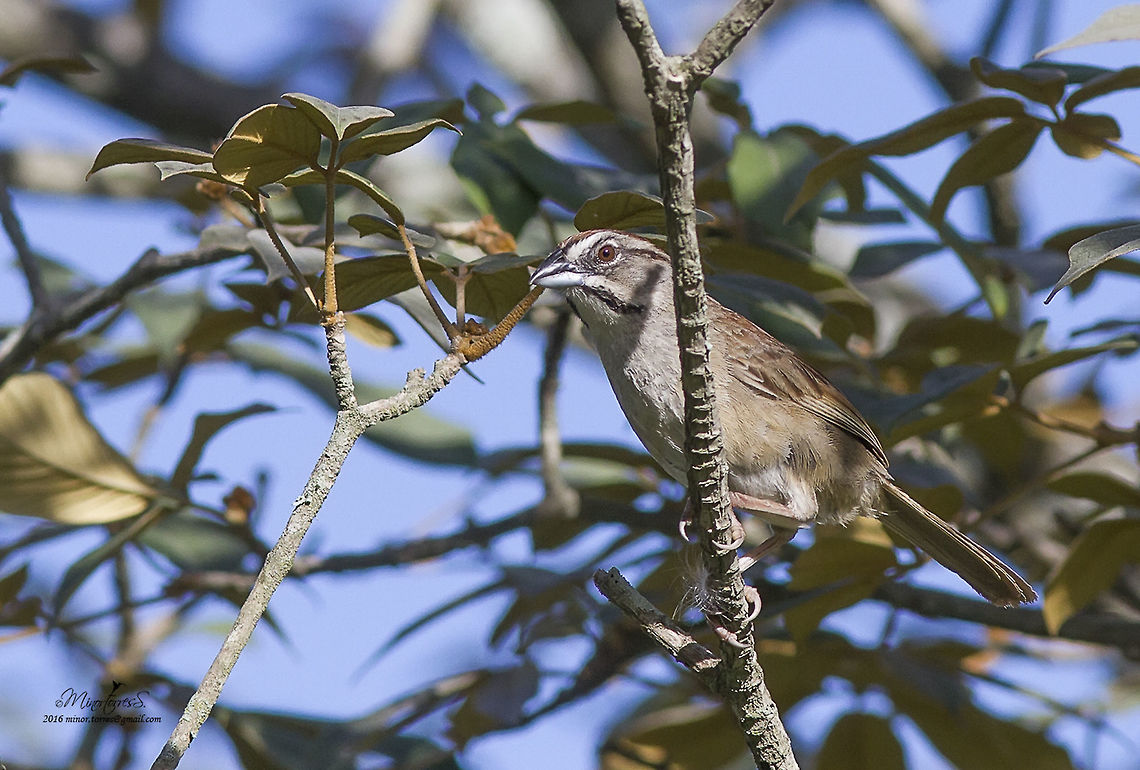 Aimophila rufescens  Aimophila rufescens,Rusty sparrow