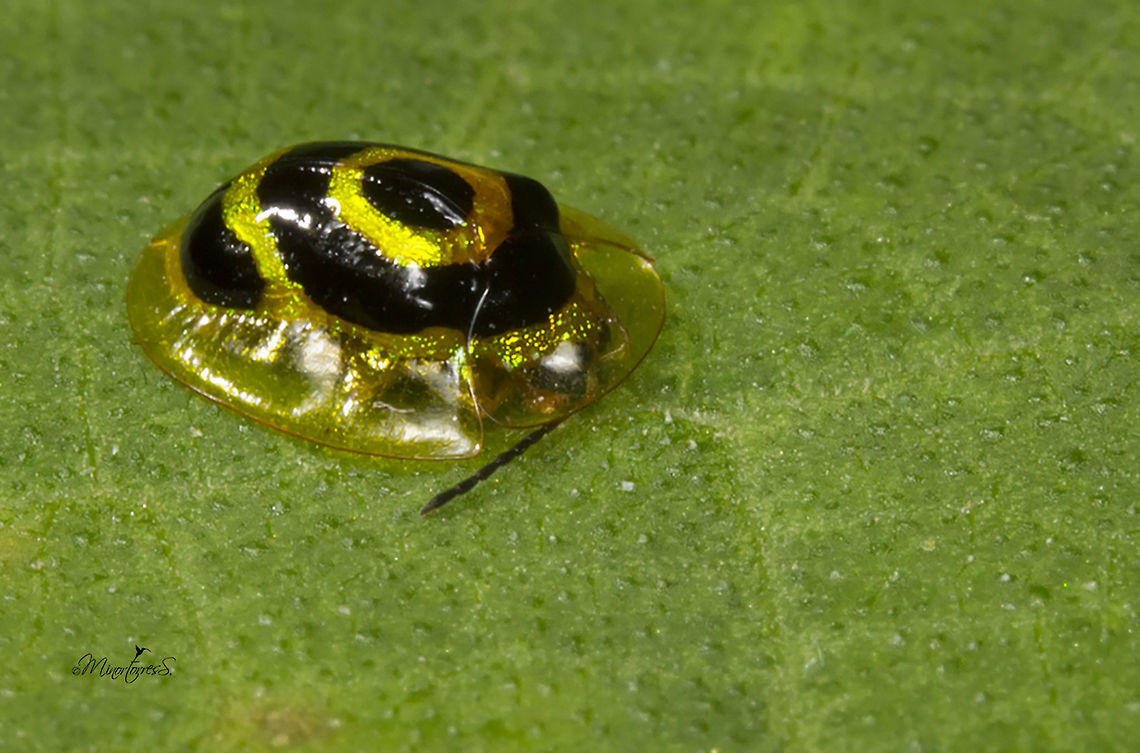 Ischnocodia annulus  Ischnocodia annulus,Target Beetle