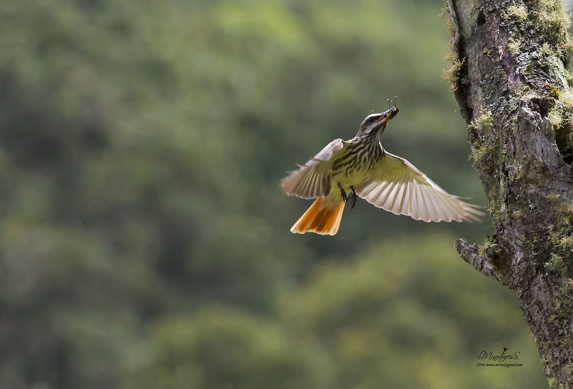 Myiodynastes luteiventris  Myiodynastes luteiventris,Sulphur-bellied flycatcher