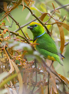 Chlorophonia callophrys  Chlorophonia callophrys,Golden-browed chlorophonia