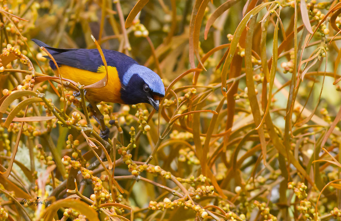 Euphonia elegantissima  Elegant euphonia,Euphonia elegantissima