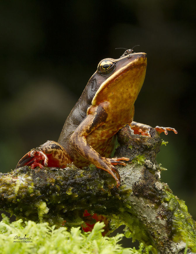 Lithobates warszewitschii  Lithobates warszewitschii,Warszewitsch's frog