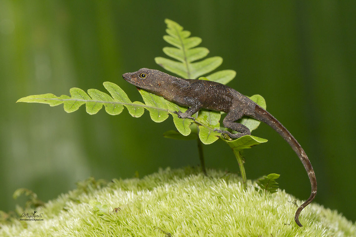 Anolis (Norops) humilis - Ground Anole  Anolis humilis,Ground Anole