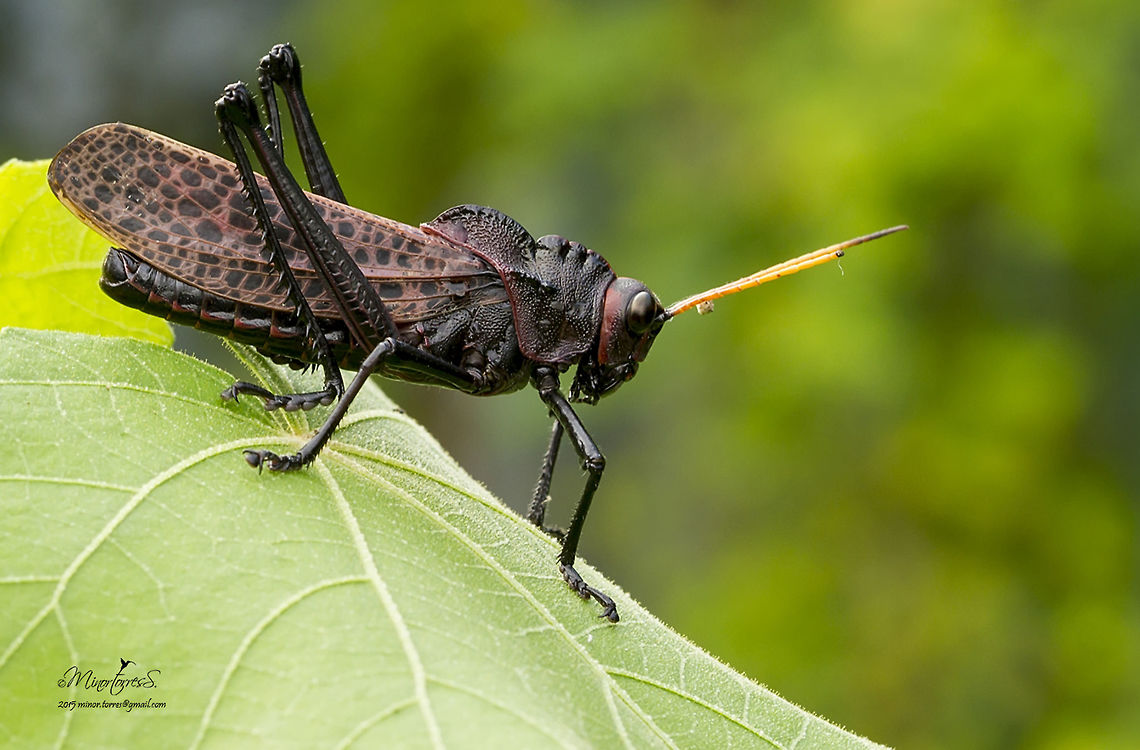Taeniopoda reticulata  Lubber grasshopper,Taeniopoda reticulata