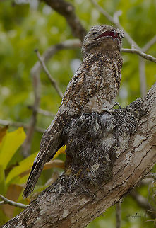 Nyctibius grandis The Nyctibius grandis, large Nictibio, is known in some latitudes as Big Urutaú, is a species belonging to the family Nyctibiidae that lives in the neotropic.
Its length is around 48 - 60 cm and its plumage is brown interspersed with light gray and white. Its tail and wings are relatively long.
It inhabits mainly in the humid lowland tropical forest and its distribution area includes Mexico, Central America (Guatemala, Belize, Honduras, Nicaragua, Costa Rica) and South America (Colombia, Venezuela, Suriname, French Guyana, Guyana, Brazil, Paraguay, Ecuador, Peru and Bolivia).
It is a lonely and nocturnal bird that usually perches on clear branches above the canopy, from where it launches to catch large insects in flight, such as moths and beetles, and small bats.
There are 2 recognized subspecies, including the nominal subspecies:
Nyctibius grandis grandis (Gmelin, 1789)
Nyctibius grandis guatemalensis Land & Schultz, 1963 Great potoo,Nyctibius grandis