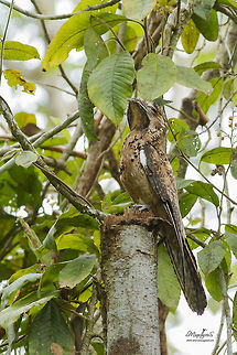 Nyctibius griseus  Nyctibius griseus,common potoo