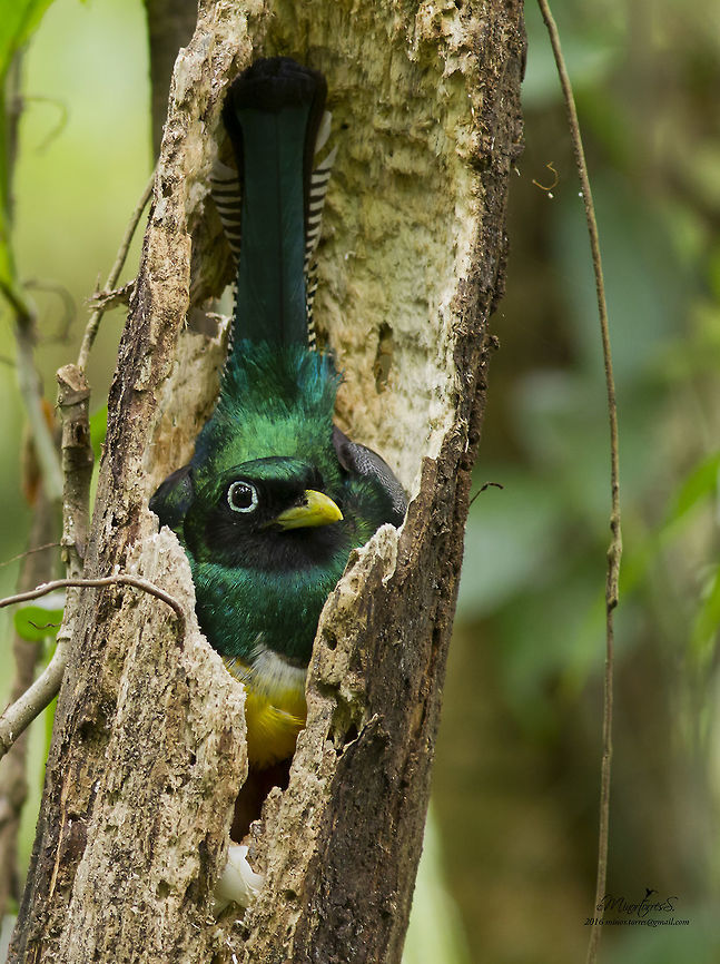 Trogon rufus  Black-throated trogon,Trogon rufus