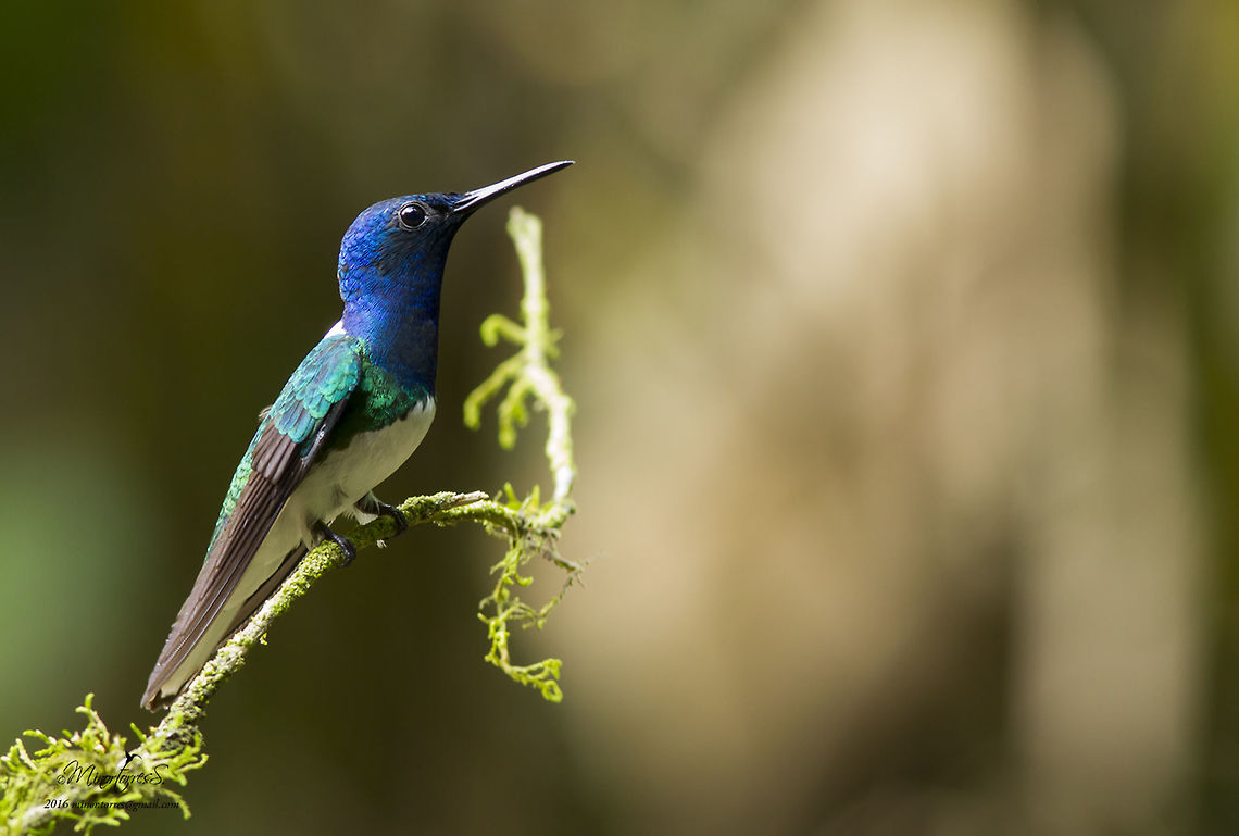 Florisuga mellivora  Florisuga mellivora,White-necked jacobin