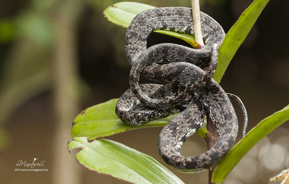 Sibon nebulatus  Sibon nebulatus