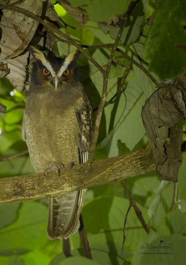 Lopostrix cristata  Crested owl,Lophostrix cristata