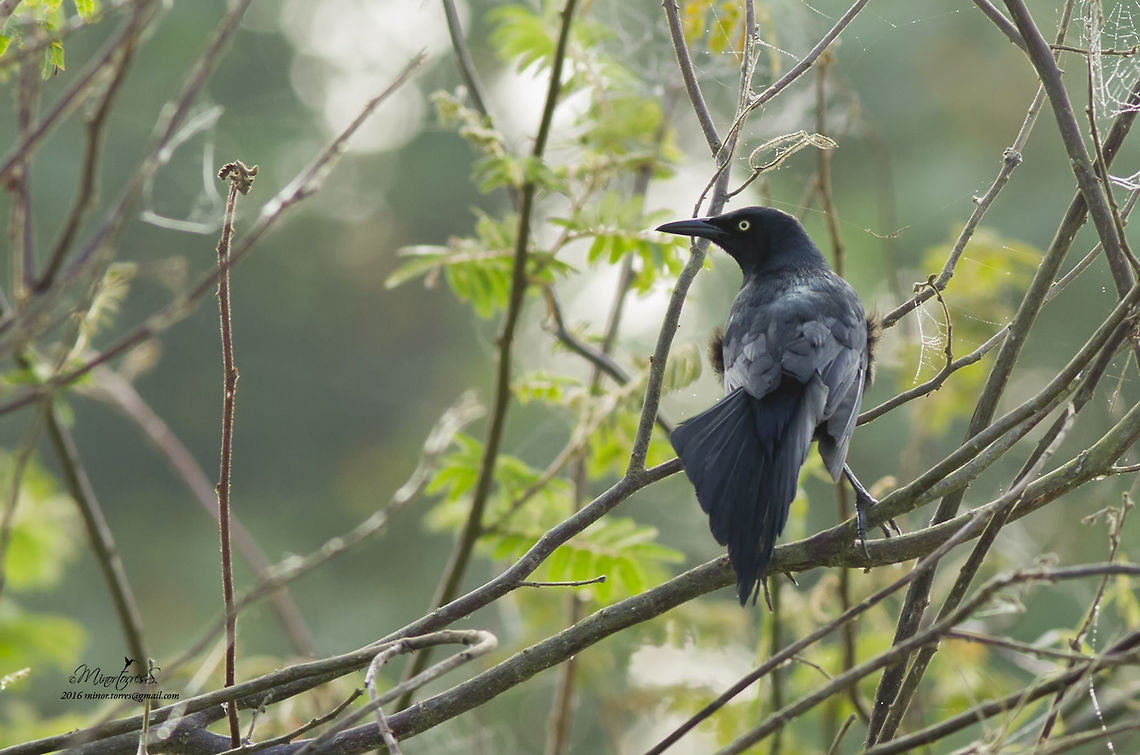 Quiscalus nicaraguensis  Nicaraguan grackle,Quiscalus nicaraguensis