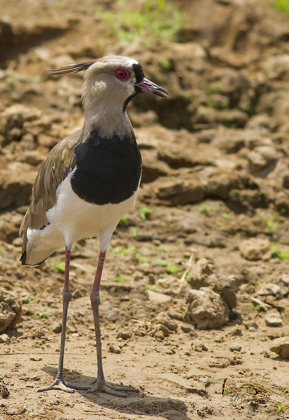 Vanellus chilensis  Southern Lapwing,Vanellus chilensis
