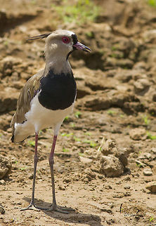 Vanellus chilensis  Southern Lapwing,Vanellus chilensis