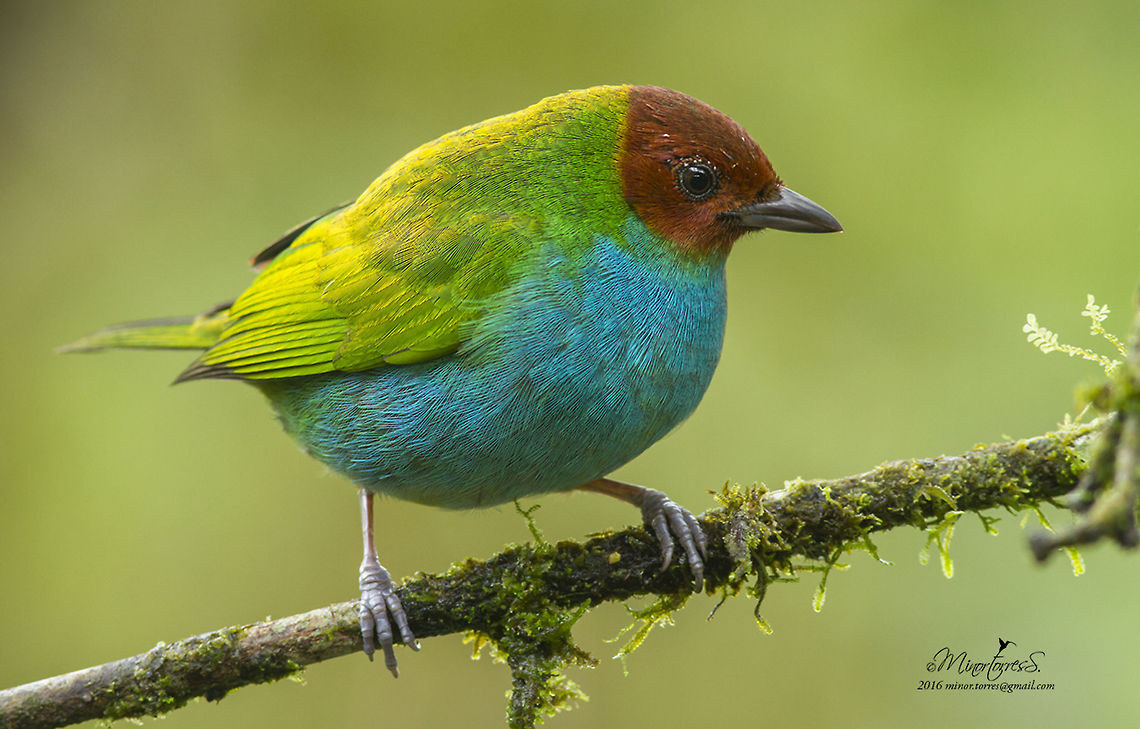 Tangara gyrola  Bay-headed tanager,Tangara gyrola