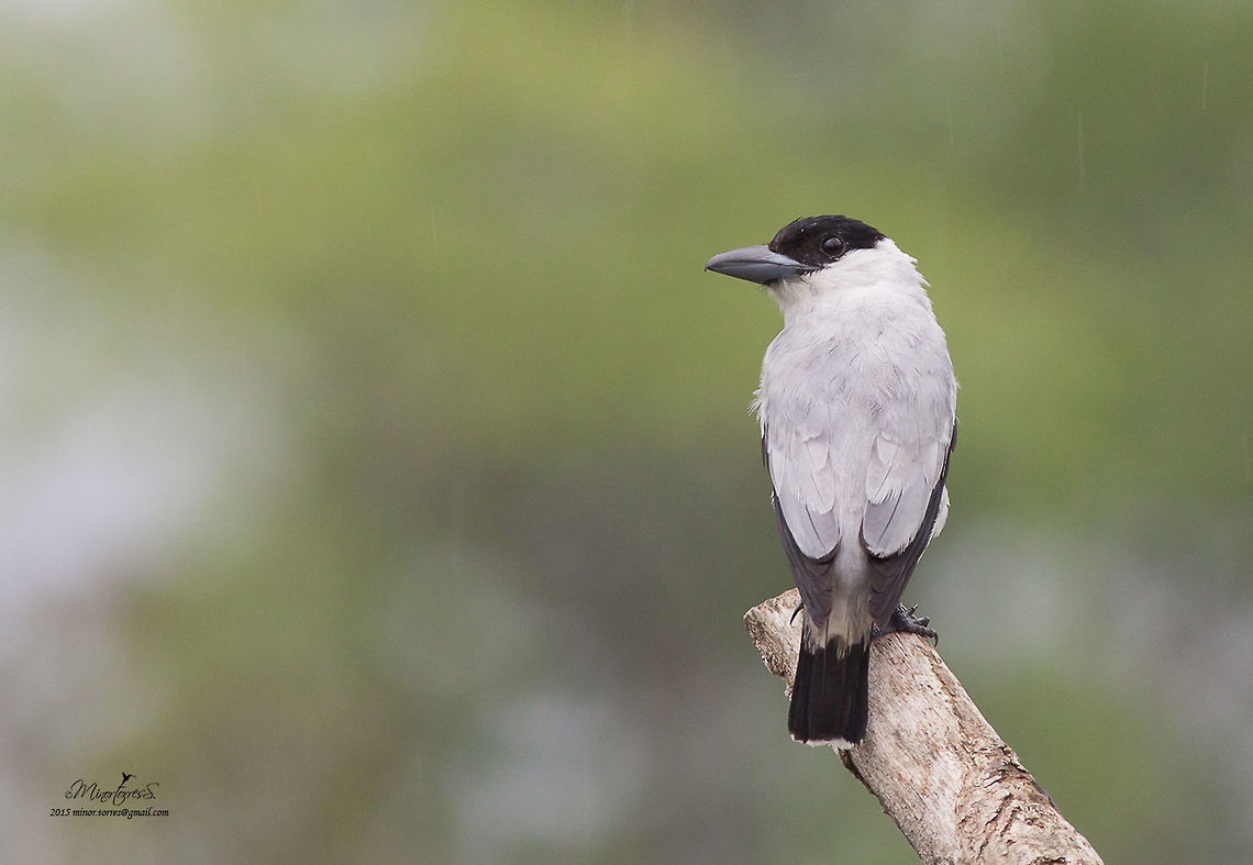 Tityra inquisitor (Male)  Black-crowned tityra,Tityra inquisitor