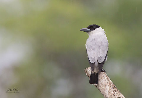 Black-crowned tityra