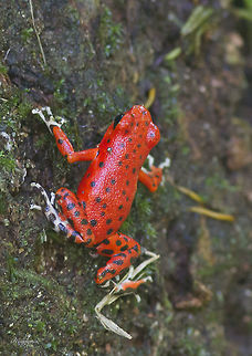 Oophaga pumilio Bastimentos More information in: http://s3.amazonaws.com/academia.edu.documents/31209040/Hegna_2013-pumilio_color.pdf?AWSAccessKeyId=AKIAJ56TQJRTWSMTNPEA&Expires=1474655197&Signature=ds+Kj9rxQItmX4CKbDAc3SS09s4=&response;-content-disposition=inline; filename=Not_all_colors_are_equal_Predation_and_c.pdf Oophaga pumilio,Strawberry poison-dart frog