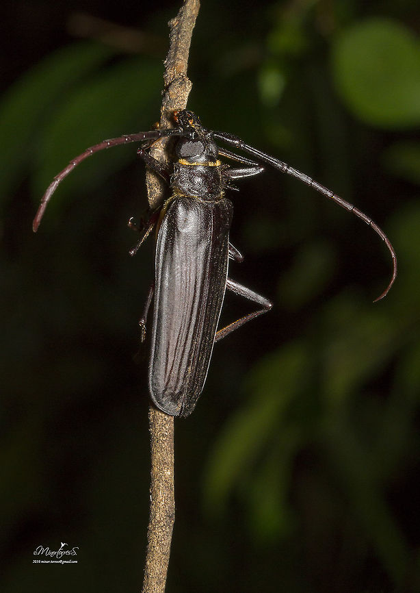 Derobrachus geminatus?  Derobrachus geminatus