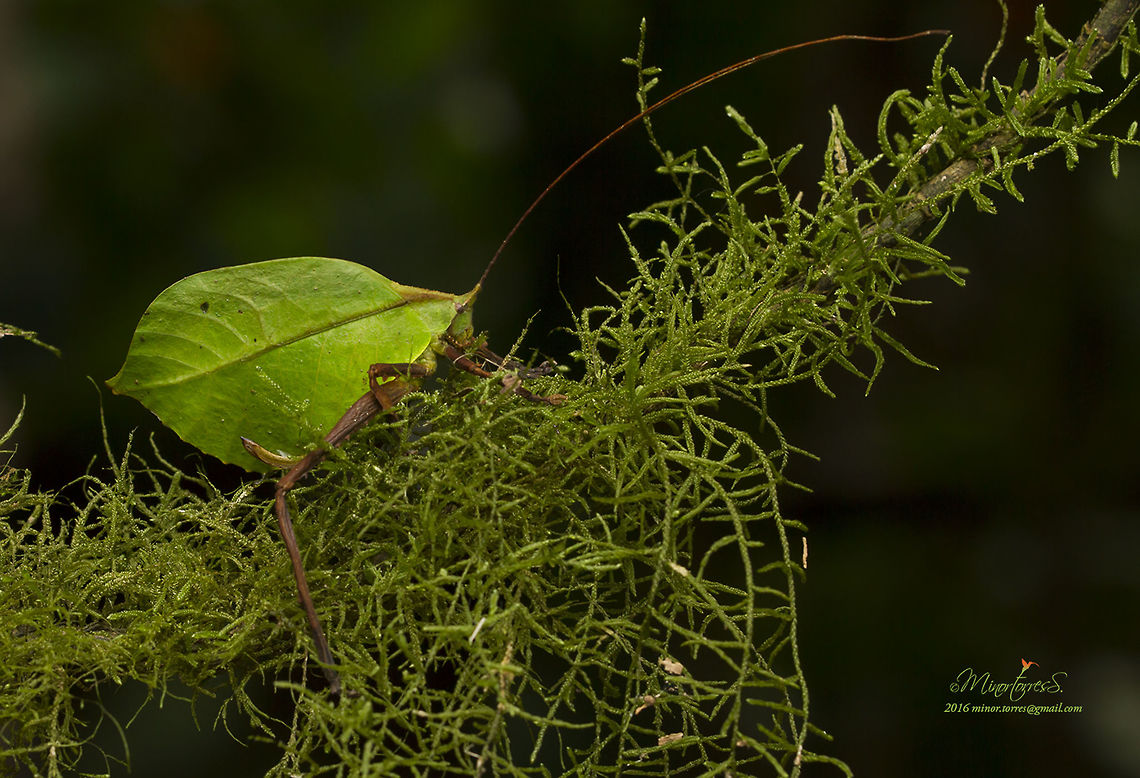 Leaf bug