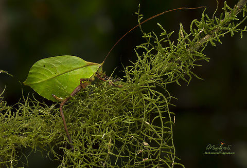 Leaf bug