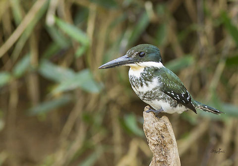 Chloroceryle americana (female)  Chloroceryle americana,Green Kingfisher