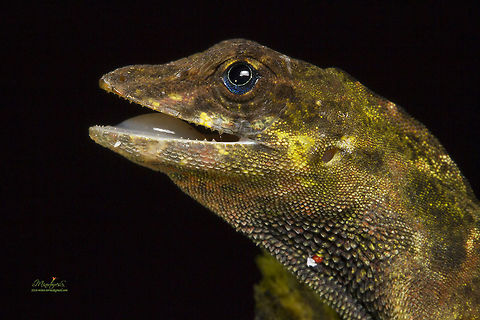 Norops woodi  Anolis woodi,Blue-eyed Anole