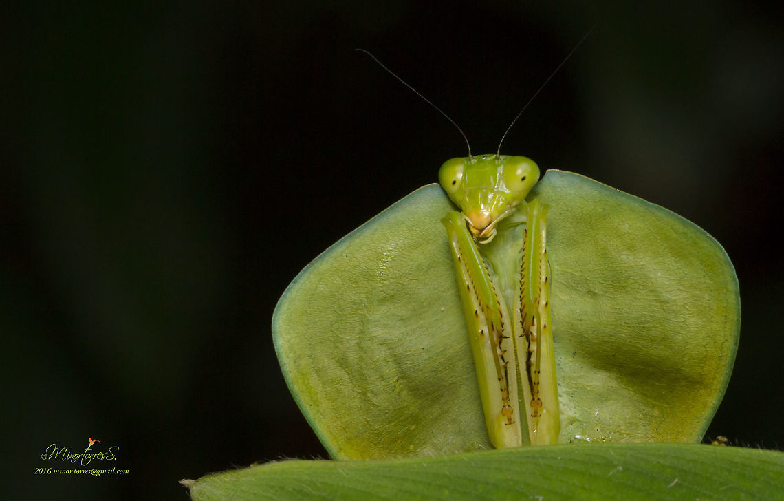 Choeradodis Rhomboidea, Shield Mantis, Mantis escudo &oacute; mantis hoja.  Choeradodis rhomboidea