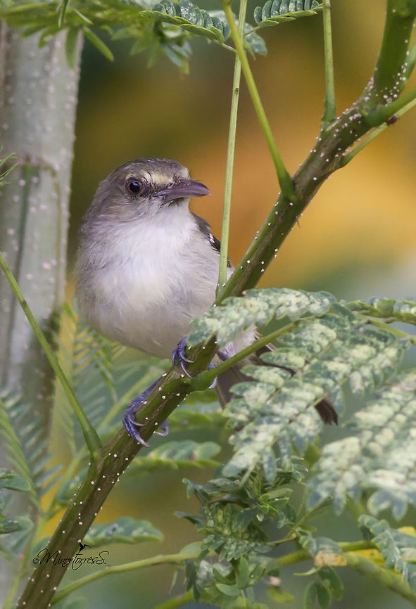 Vireo pallens  Mangrove vireo,Vireo pallens